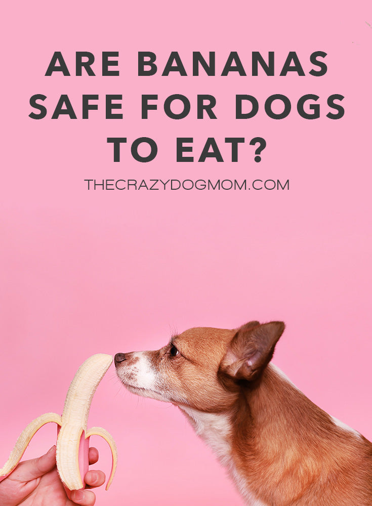 Are bananas safe for dogs to eat hotsell