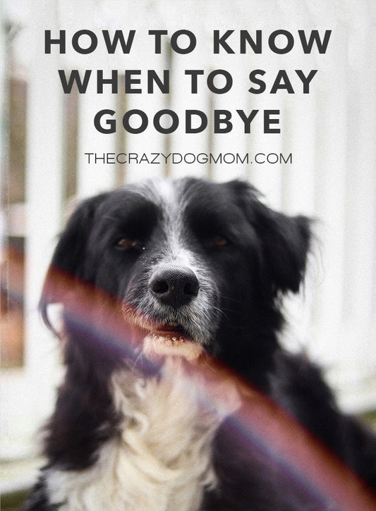 how to know when to say goodbye to your dog