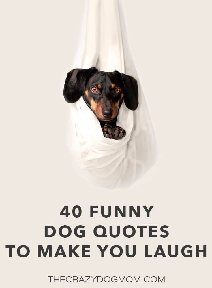 40 Funny Dog Quotes to Make You Laugh – The Crazy Dog Mom