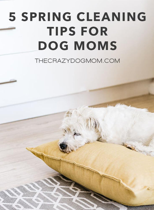 5 Spring Cleaning Tips for Dog Moms