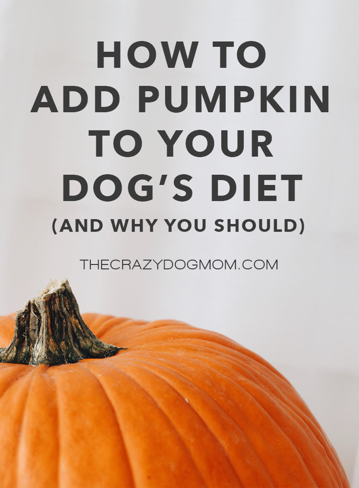 how to add pumpkin to your dog's diet and why you should