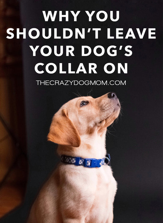 why you shouldn't leave your dog's collar on