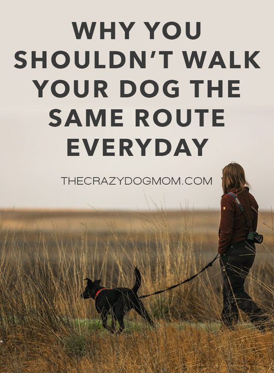 why you shouldn't walk your dog the same route everyday