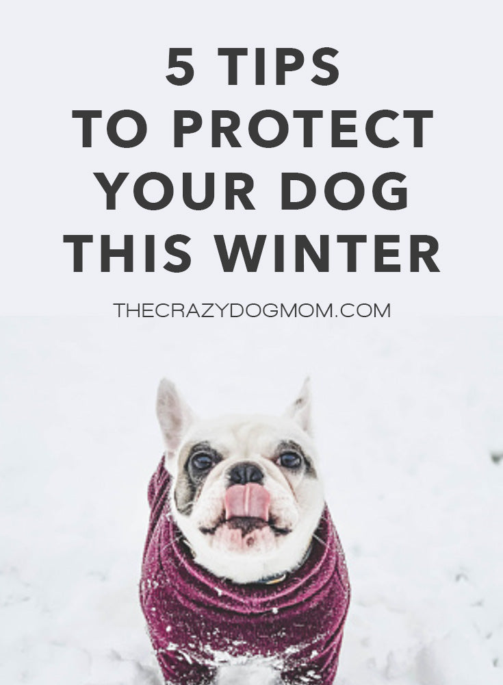 5 tips to protect your dog this winter