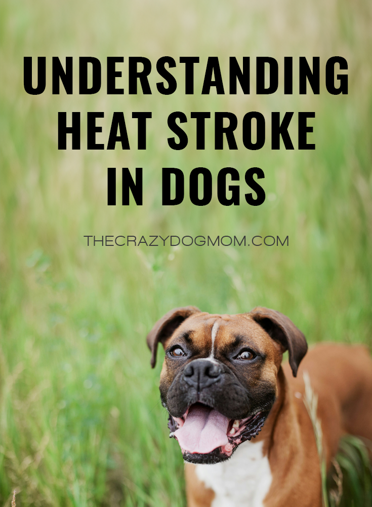 Understanding Heat Stroke in Dogs – The Crazy Dog Mom