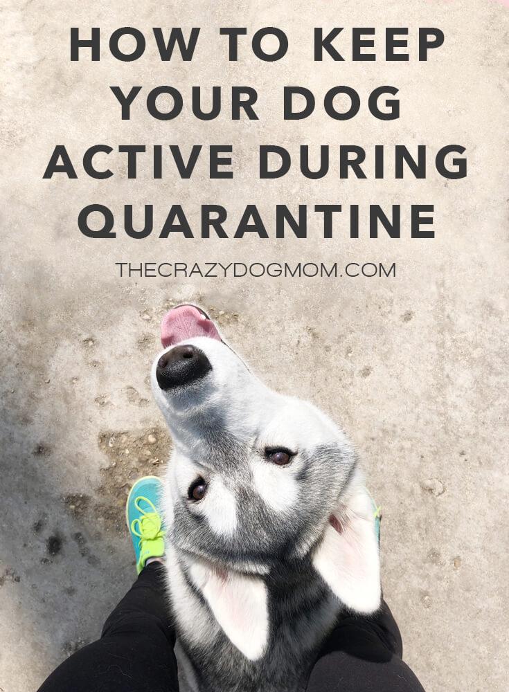 How to Keep Your Dog Active During Quarantine