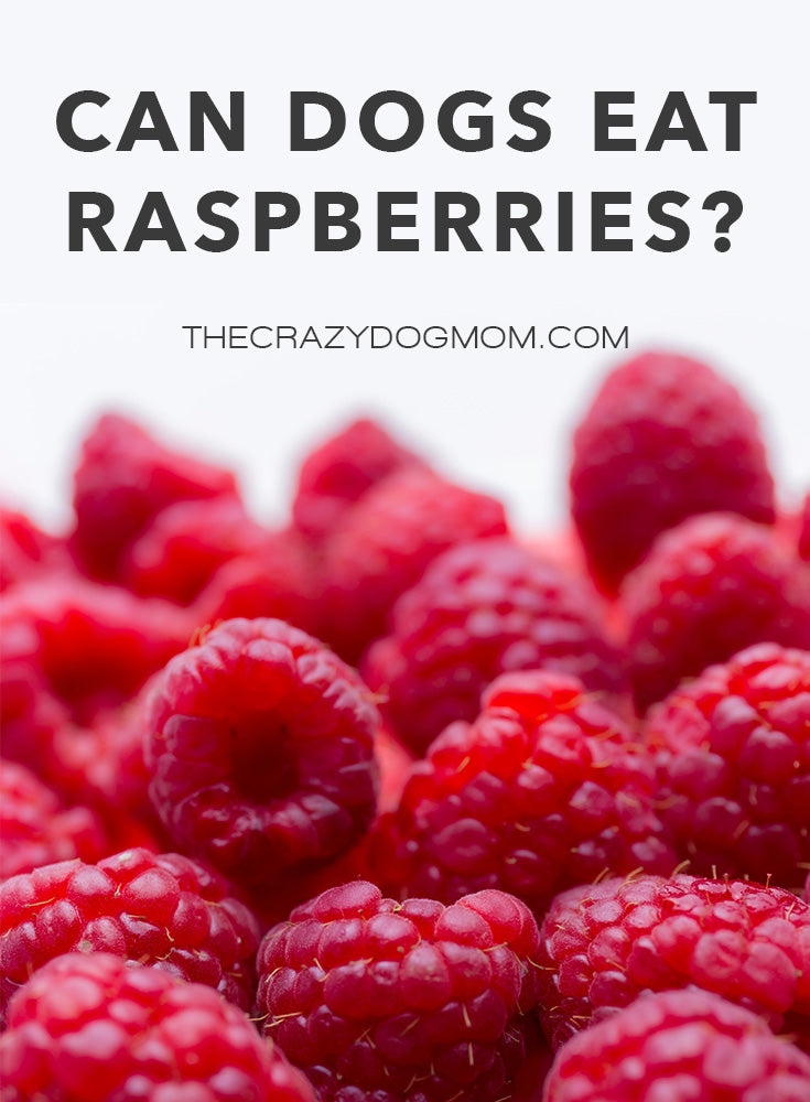 can dogs east raspberries?