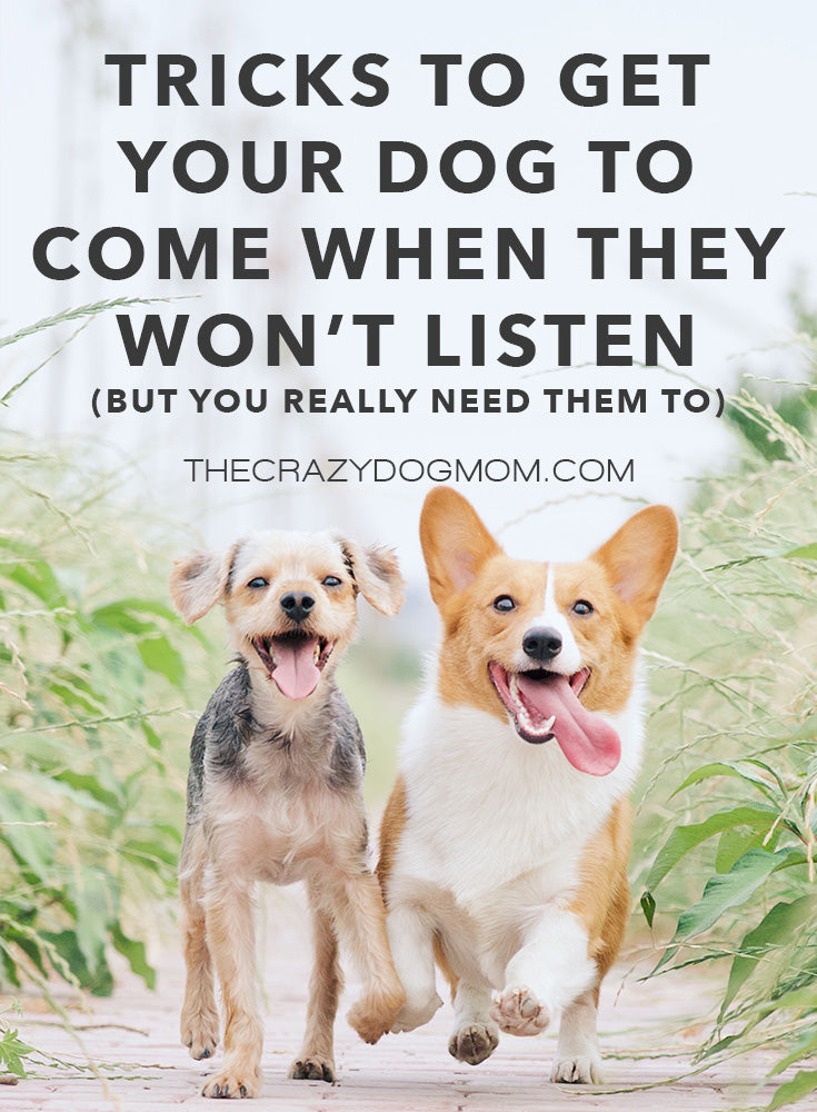 Tricks to Get Your Dog to Come When They Won't Listen – The Crazy Dog Mom