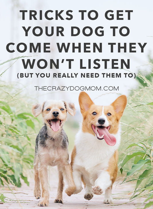 Tricks to Get Your Dog to Come When They Won't Listen