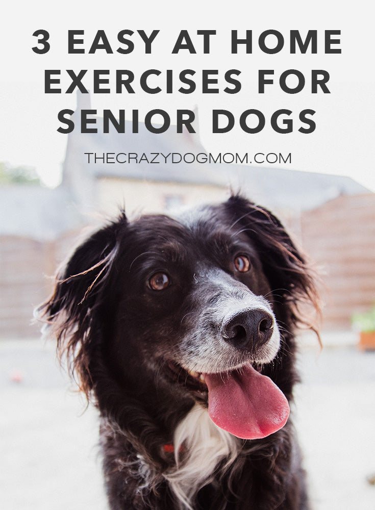 3 easy at home exercises for senior dogs
