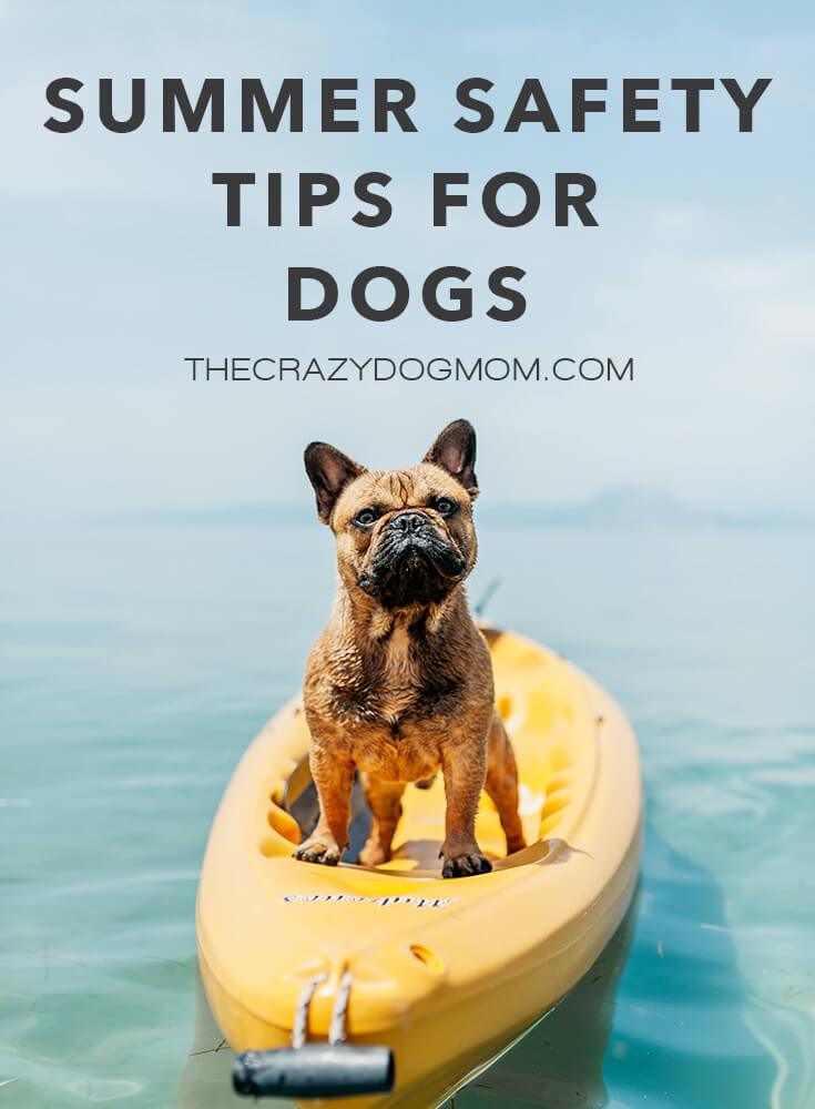 summer safety tips for dogs