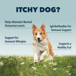 Dog running through a field and there is text that says "ITCHY DOG? Helps Maintain Normal Histamine Levels IgA Antibodies For Immune Support Support For Seasonal Allergies Supports a Healthy Gut