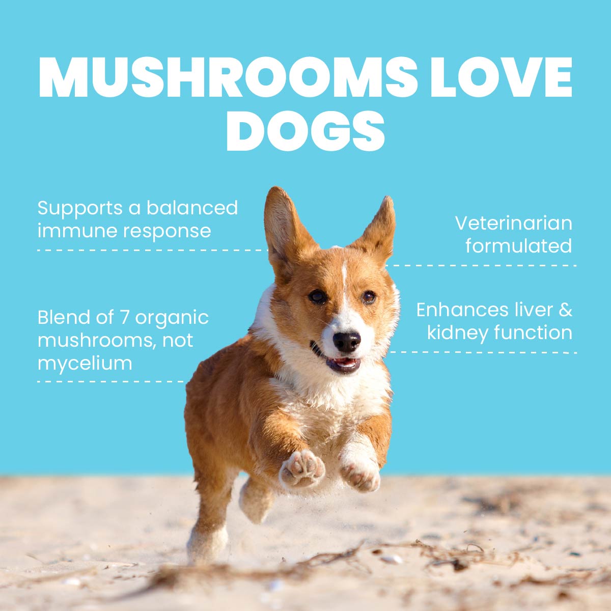 MUSHROOMS LOVE DOGS Supports a balanced immune response Blend of 77 organic mushrooms, not mycelium Veterinarian formulated Enhances liver & kidney function