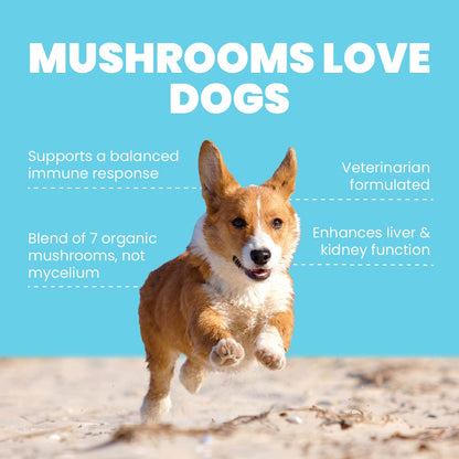Seven Shrooms - Mushroom Supplement