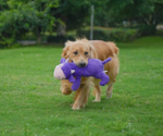 A dog running in a yard that is holding a Giant Chuckle Cow Dog Toy.