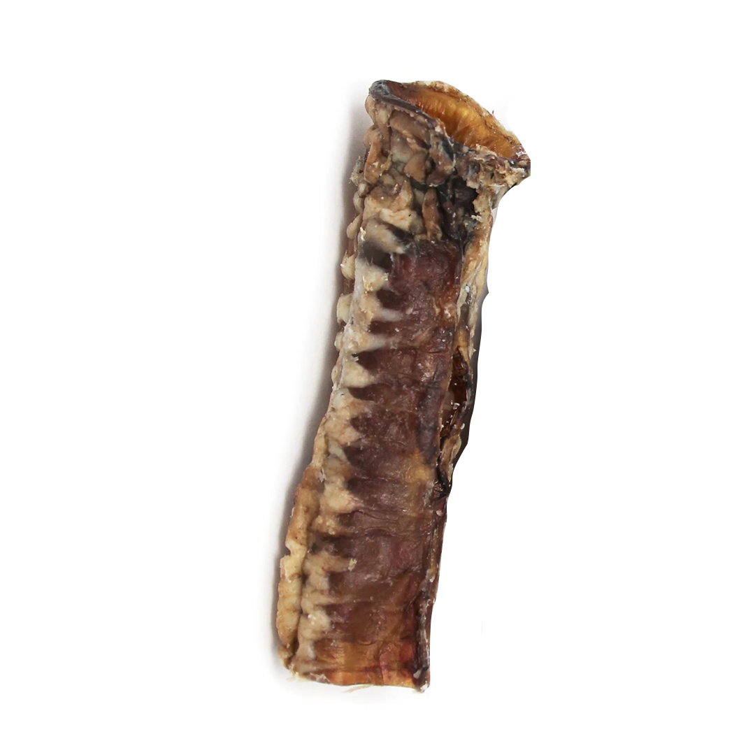 Isolated beef trachea 