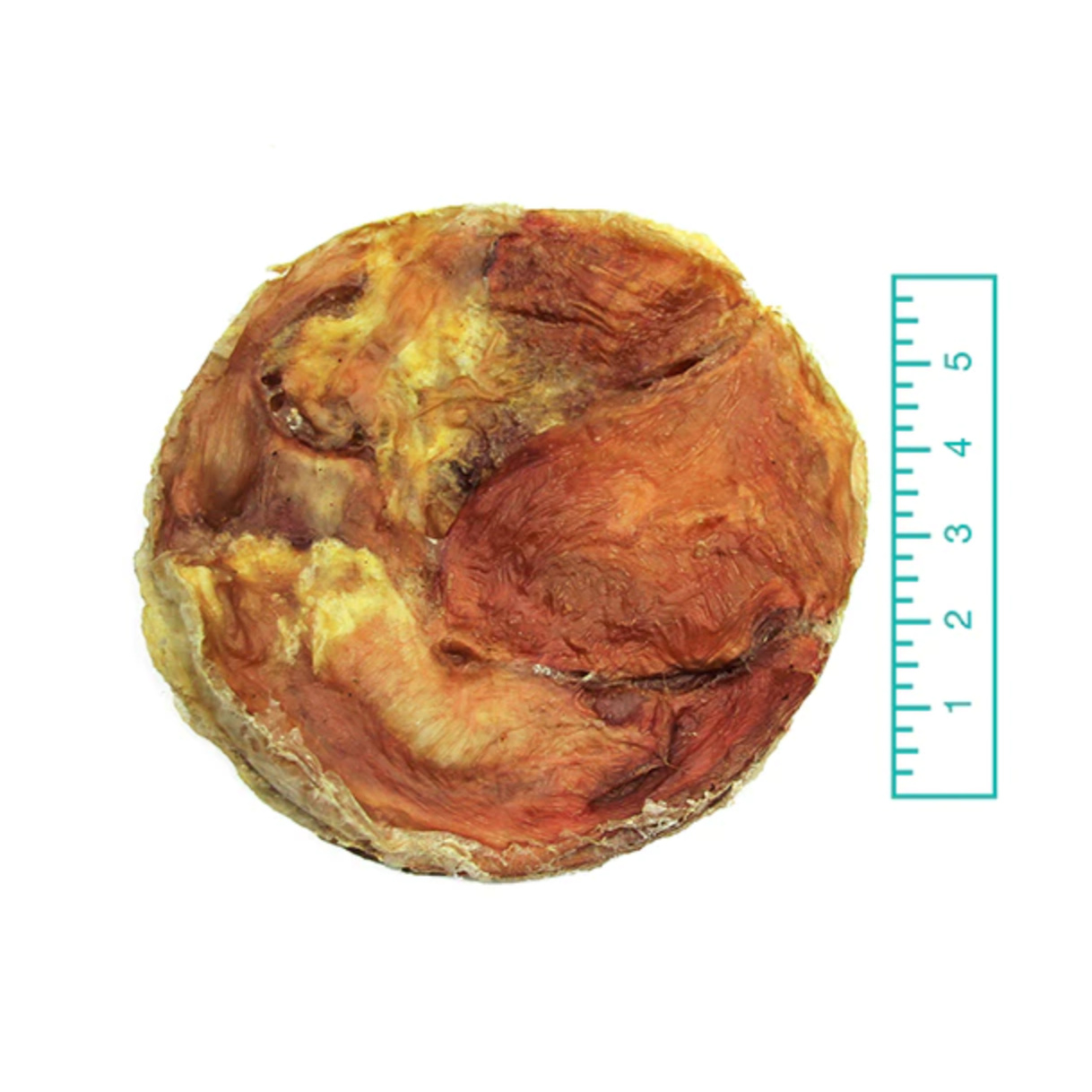 beef bladder disc is about 6" in diameter